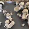 yeti mushroom