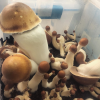 Melmac Mushroom