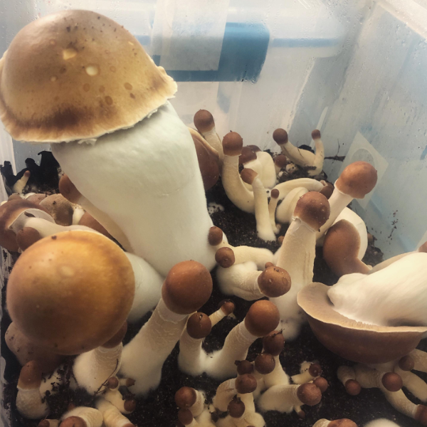 Melmac Mushroom
